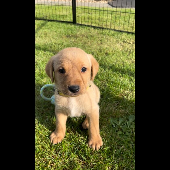 Labrador Retriever - Both