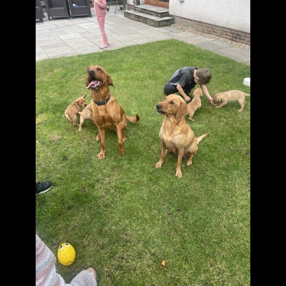 Labrador Retriever - Both