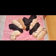 Labrador Retriever - Both