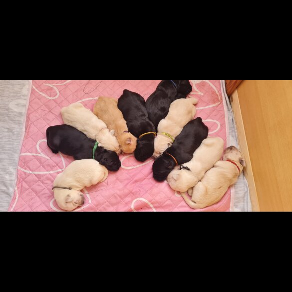 Labrador Retriever - Both