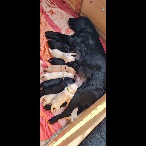 Labrador Retriever - Both