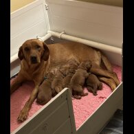 Labrador Retriever - Dogs