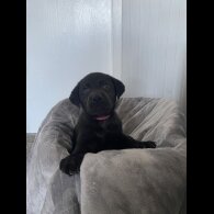 Labrador Retriever - Both