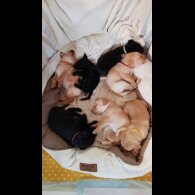 Labrador Retriever - Both