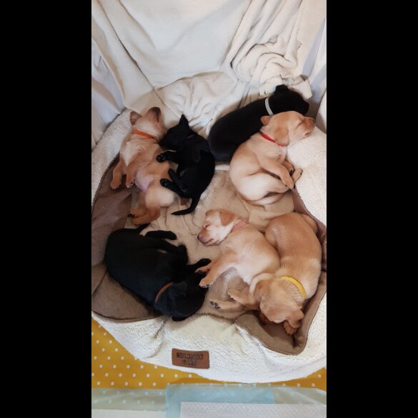 Labrador Retriever - Both