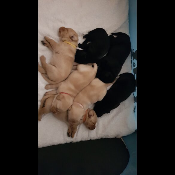 Labrador Retriever - Both