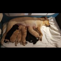 Labrador Retriever - Both