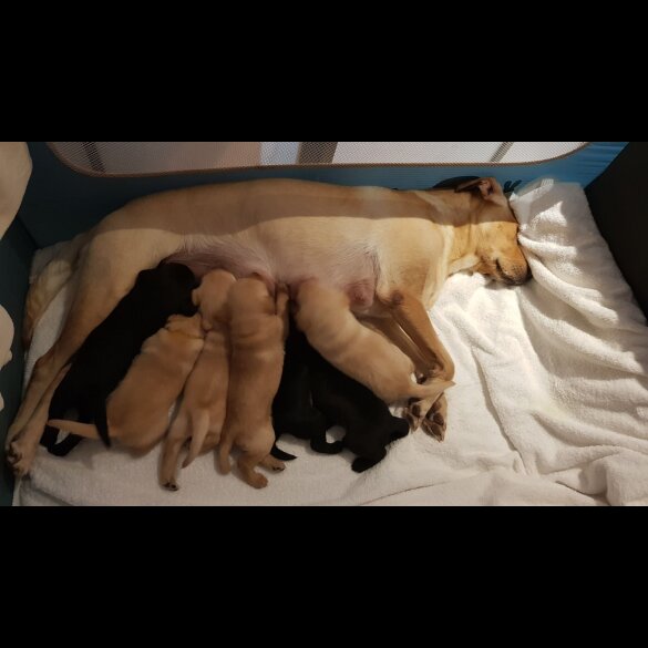 Labrador Retriever - Both
