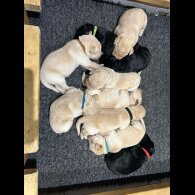 Labrador Retriever - Both