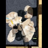 Labrador Retriever - Both