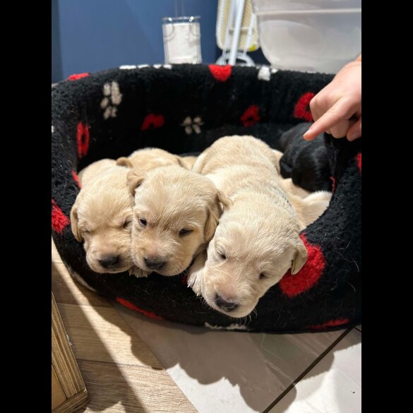 Labrador Retriever - Both
