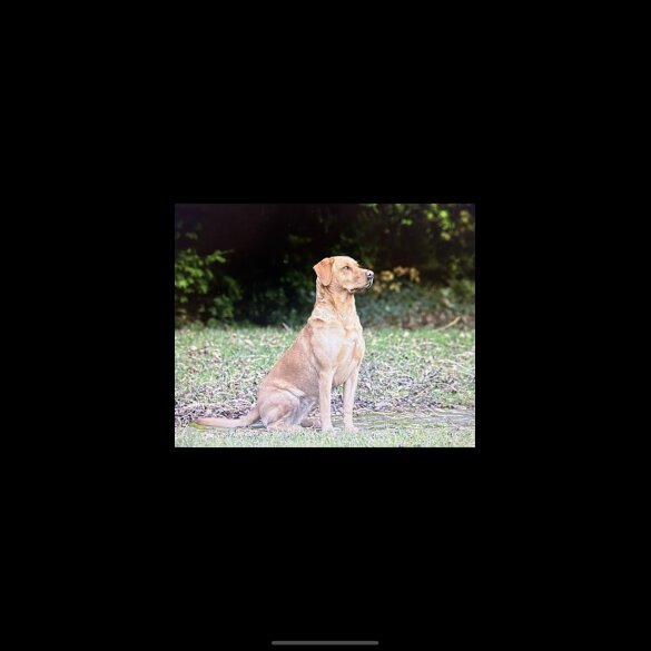 Labrador Retriever - Both