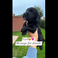 Cockapoo - Both