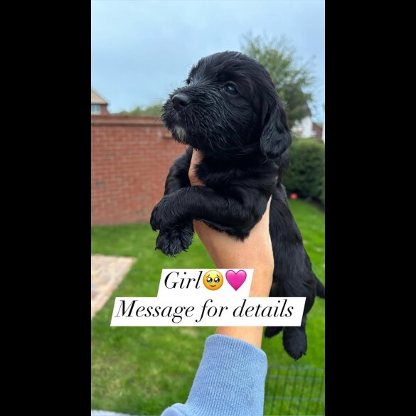 Cockapoo - Both