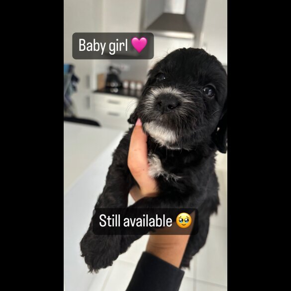 Cockapoo - Both