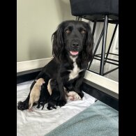 Cockapoo - Both