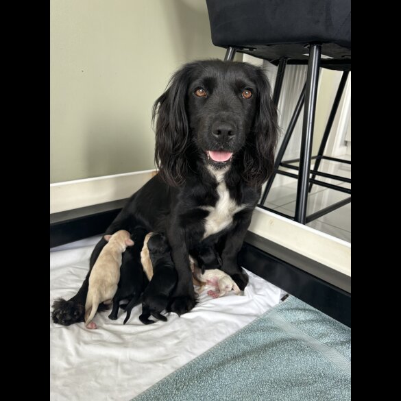 Cockapoo - Both
