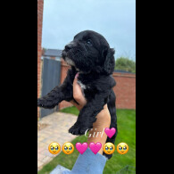 Cockapoo - Both