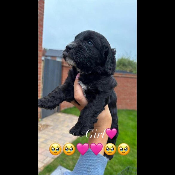 Cockapoo - Both
