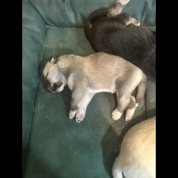 Siberian Husky - Both