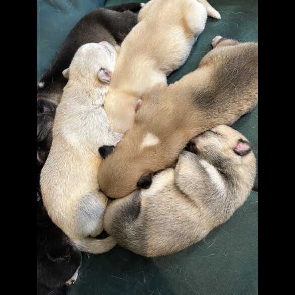 Siberian Husky - Both