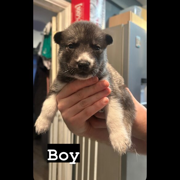 Siberian Husky - Both
