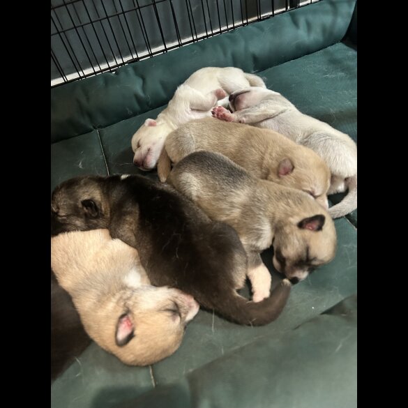Siberian Husky - Both