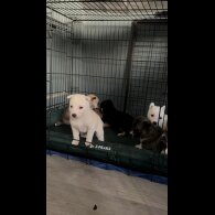 Siberian Husky - Both