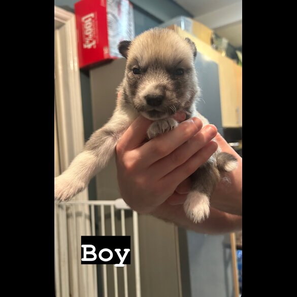 Siberian Husky - Both