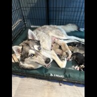 Siberian Husky - Both