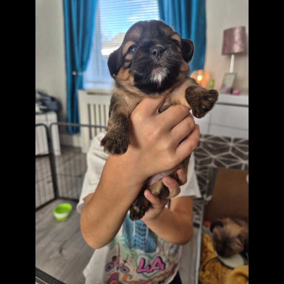 Lhasa Apso - Bitches