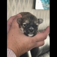 Lhasa Apso - Bitches
