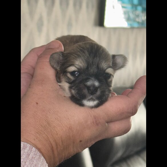 Lhasa Apso - Bitches