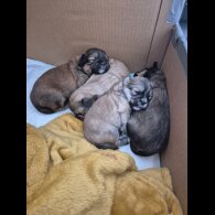 Lhasa Apso - Bitches