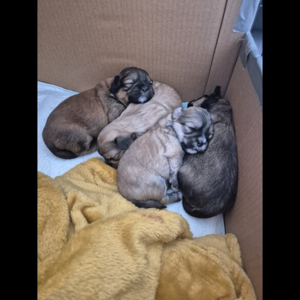 Lhasa Apso - Bitches