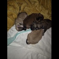 Lhasa Apso - Bitches