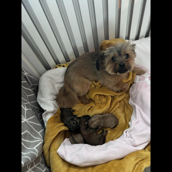 Lhasa Apso - Bitches