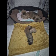 Lhasa Apso - Bitches