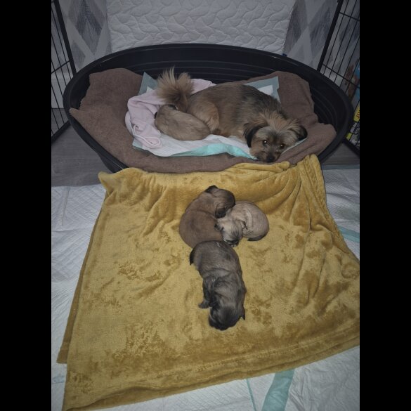 Lhasa Apso - Bitches