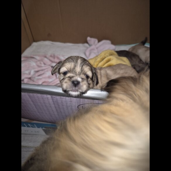 Lhasa Apso - Bitches