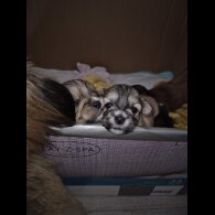 Lhasa Apso - Bitches