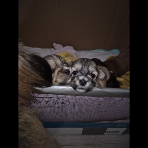 Lhasa Apso - Bitches