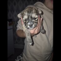 Lhasa Apso - Bitches