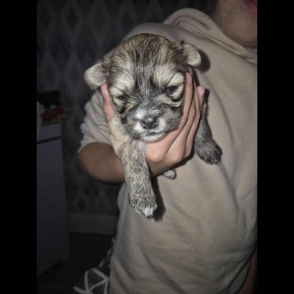 Lhasa Apso - Bitches