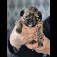 Lhasa Apso - Bitches