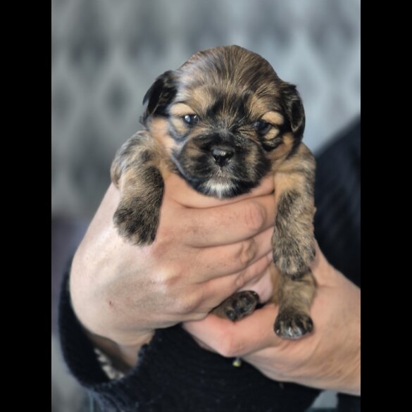 Lhasa Apso - Bitches