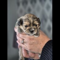 Lhasa Apso - Bitches