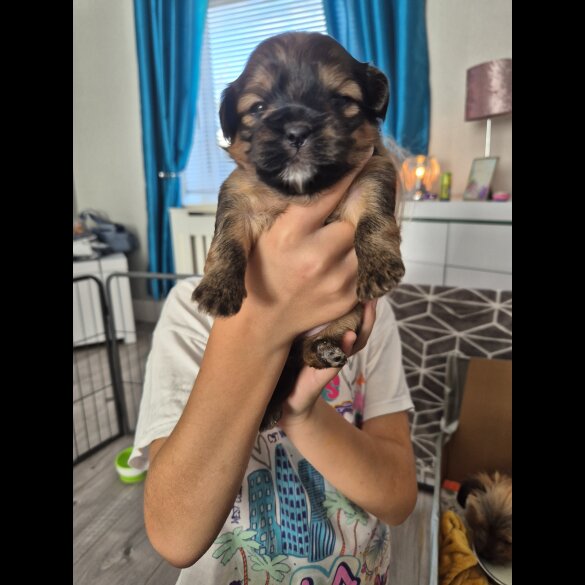 Lhasa Apso - Bitches