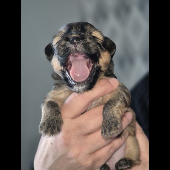 Lhasa Apso - Bitches