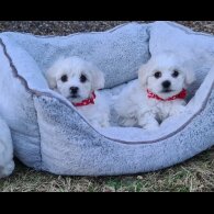 Maltese - Dogs